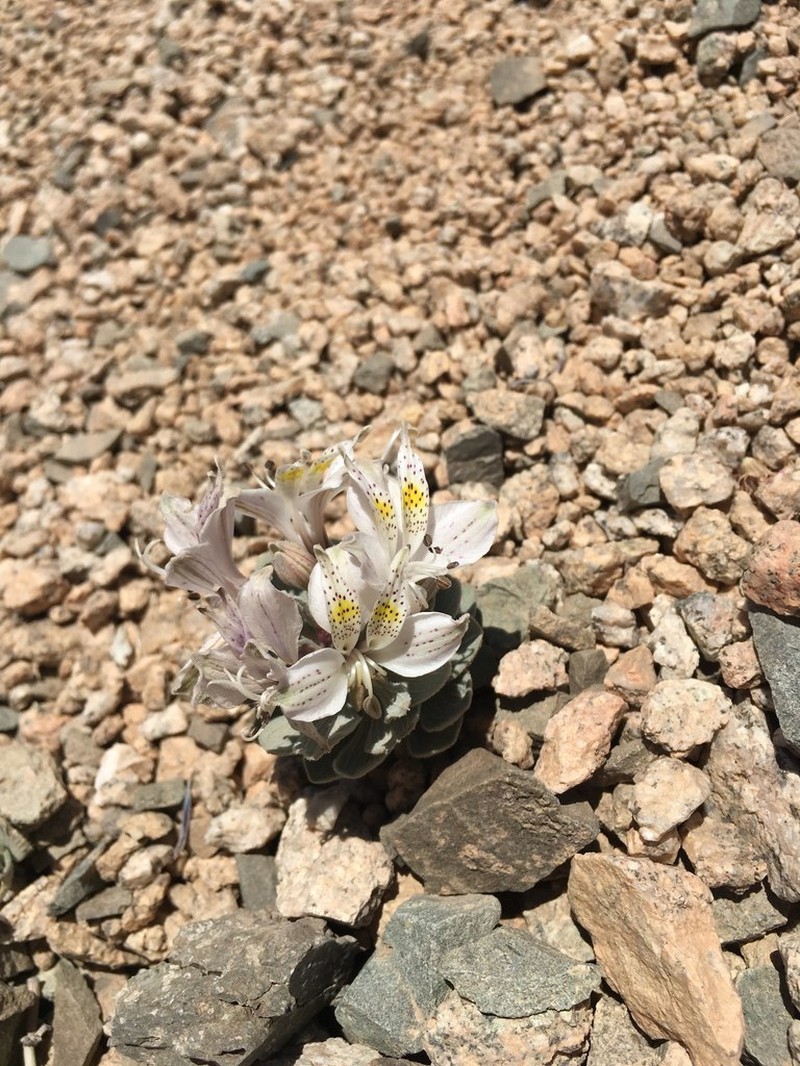 Alstroemeria andina photo 5