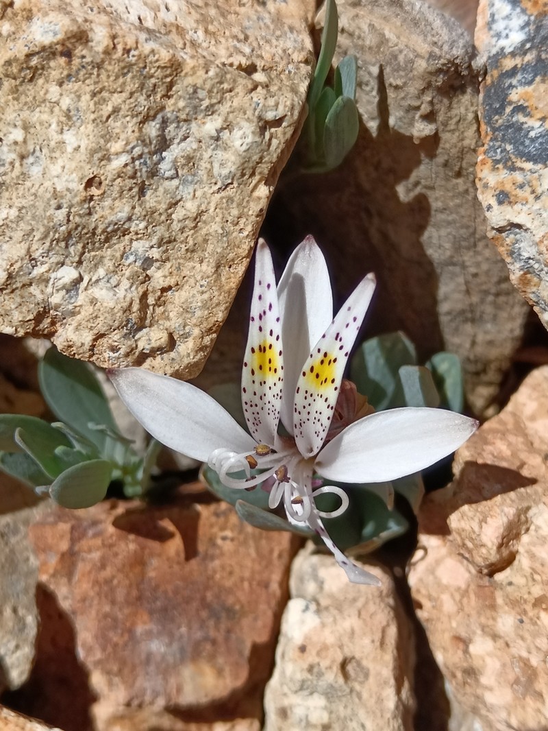 Alstroemeria andina photo 8