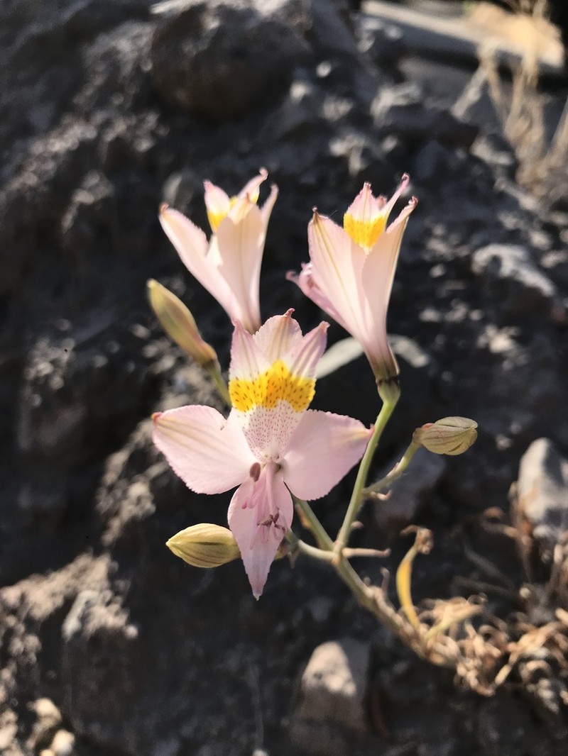 Alstroemeria angustifolia
