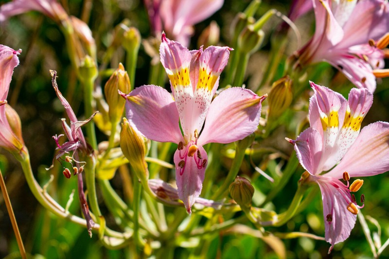 Alstroemeria angustifolia photo 2