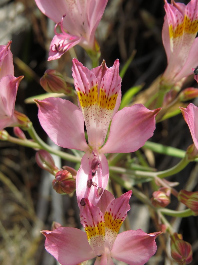 Alstroemeria angustifolia photo 3