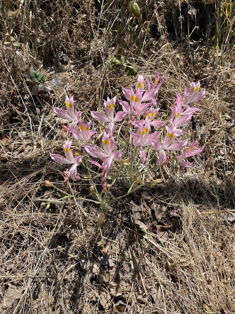 Alstroemeria angustifolia photo 4