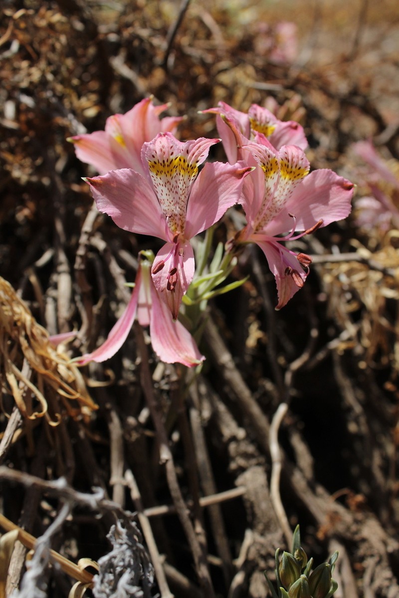 Alstroemeria angustifolia photo 5