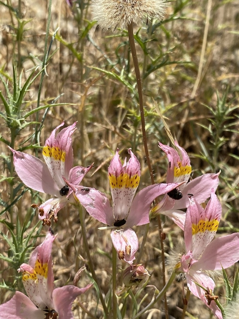 Alstroemeria angustifolia photo 6