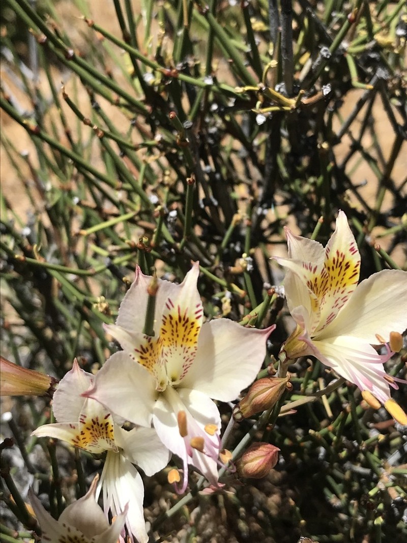 Alstroemeria angustifolia photo 7