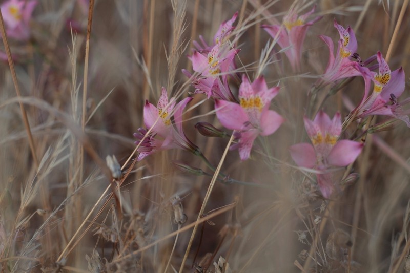 Alstroemeria angustifolia photo 8