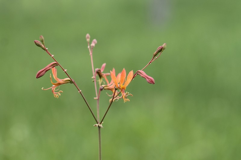 Alstroemeria apertiflora photo 2