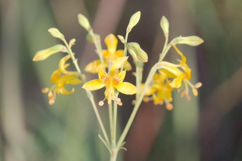 Alstroemeria apertiflora photo 3