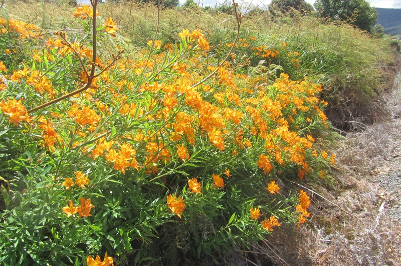 Peruvian-Lily