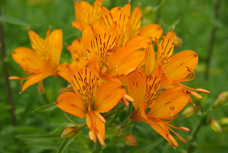 Peruvian-Lily photo 2