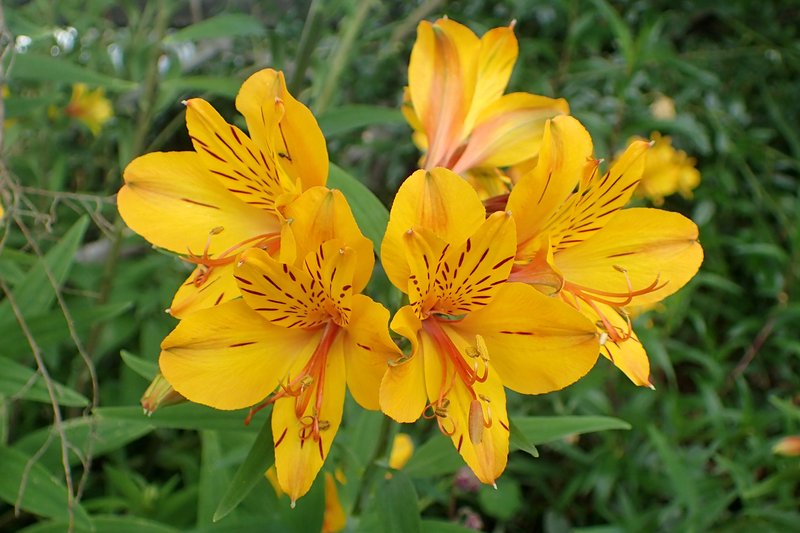 Peruvian-Lily photo 3