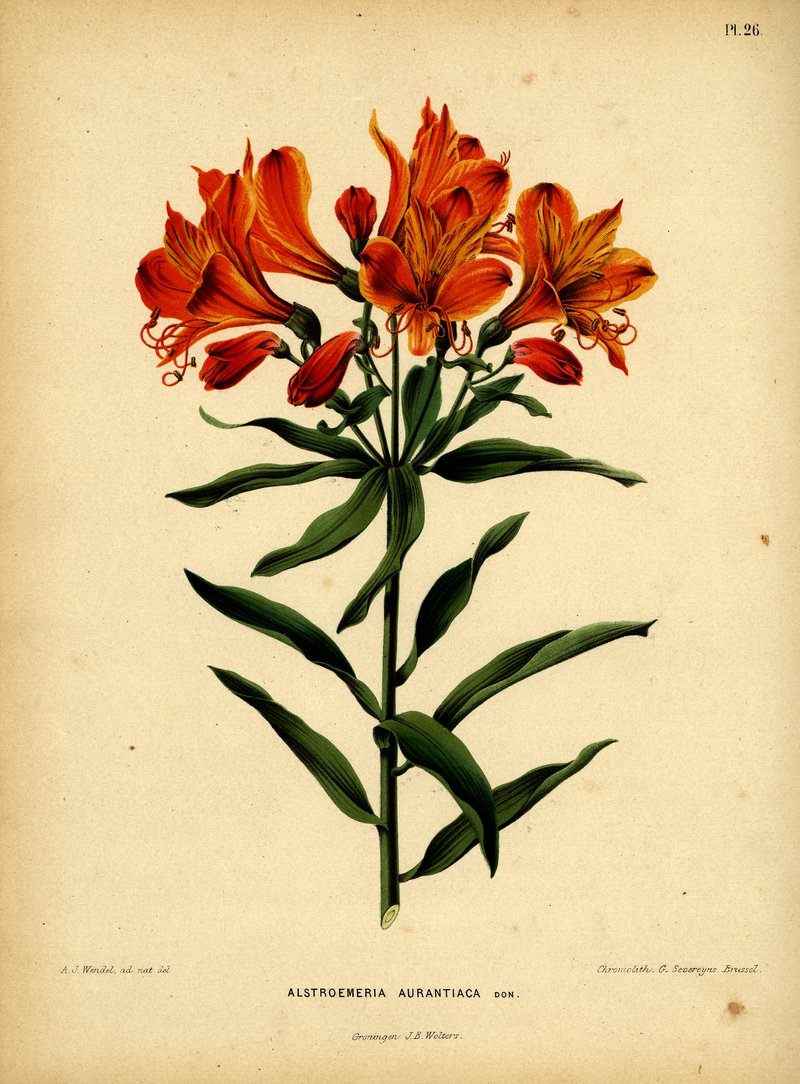 Peruvian-Lily photo 4