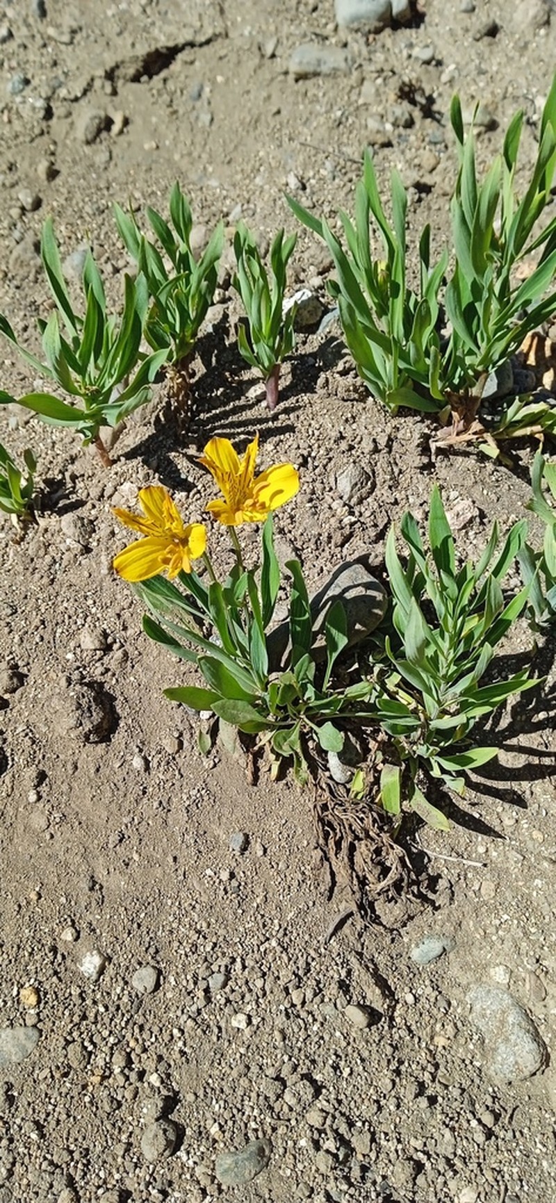 Peruvian-Lily photo 5