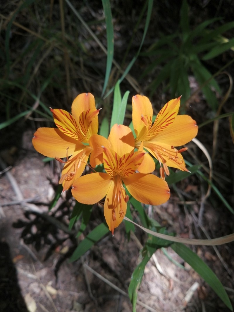 Peruvian-Lily photo 6