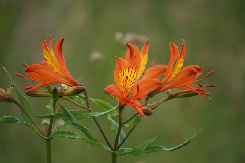 Peruvian-Lily photo 7
