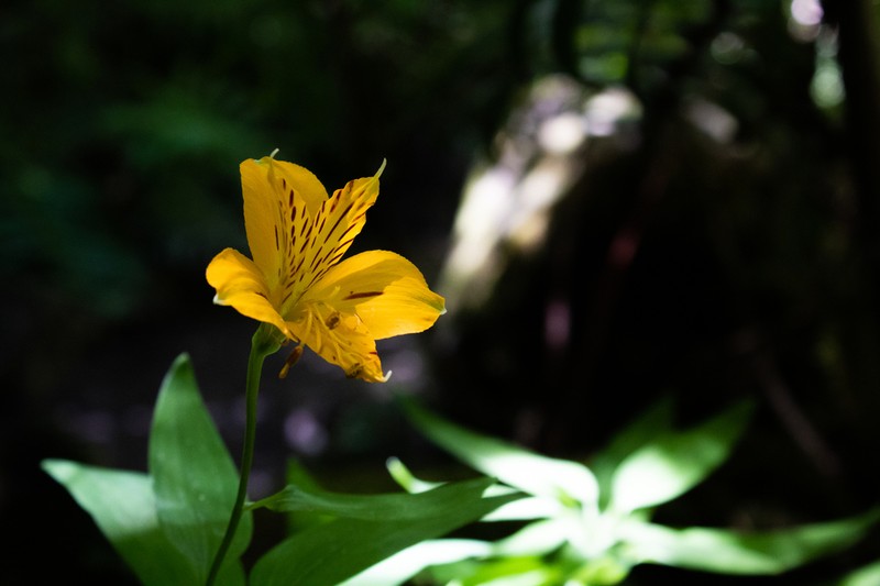 Peruvian-Lily photo 8