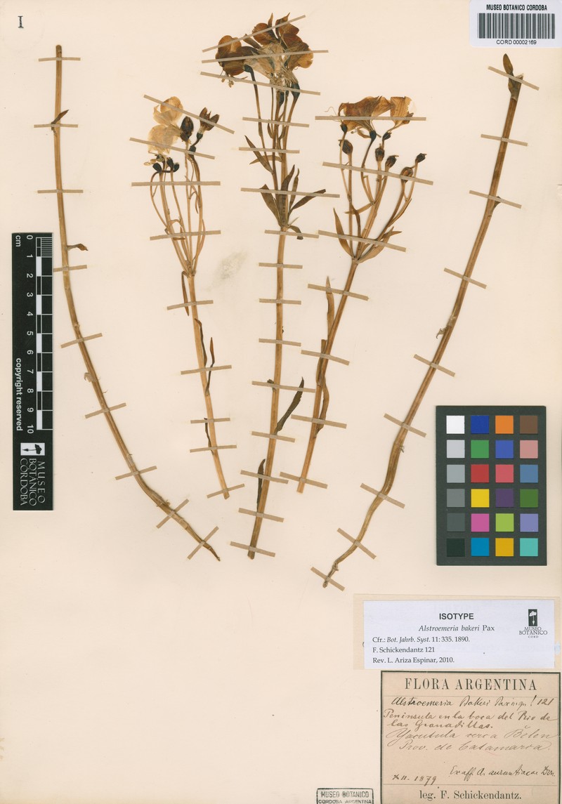 Alstroemeria bakeri