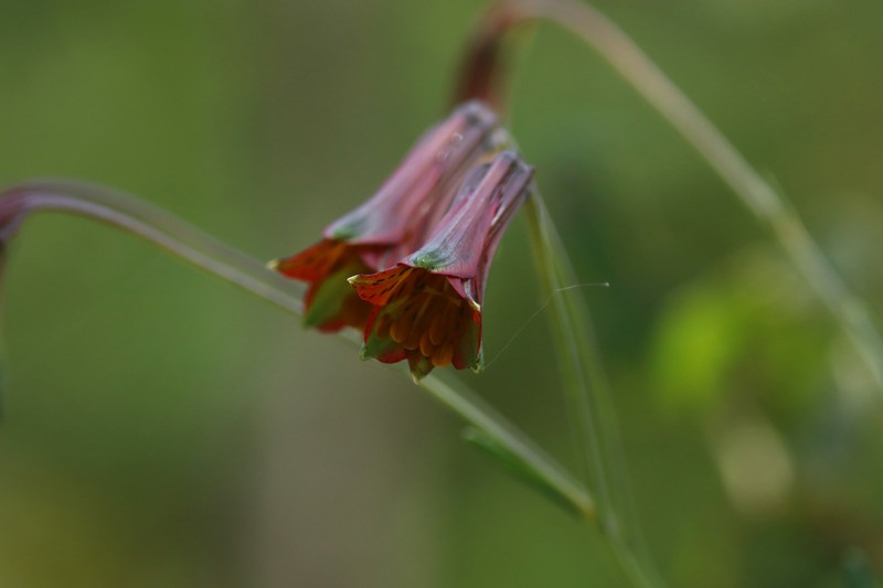 Alstroemeria brasiliensis