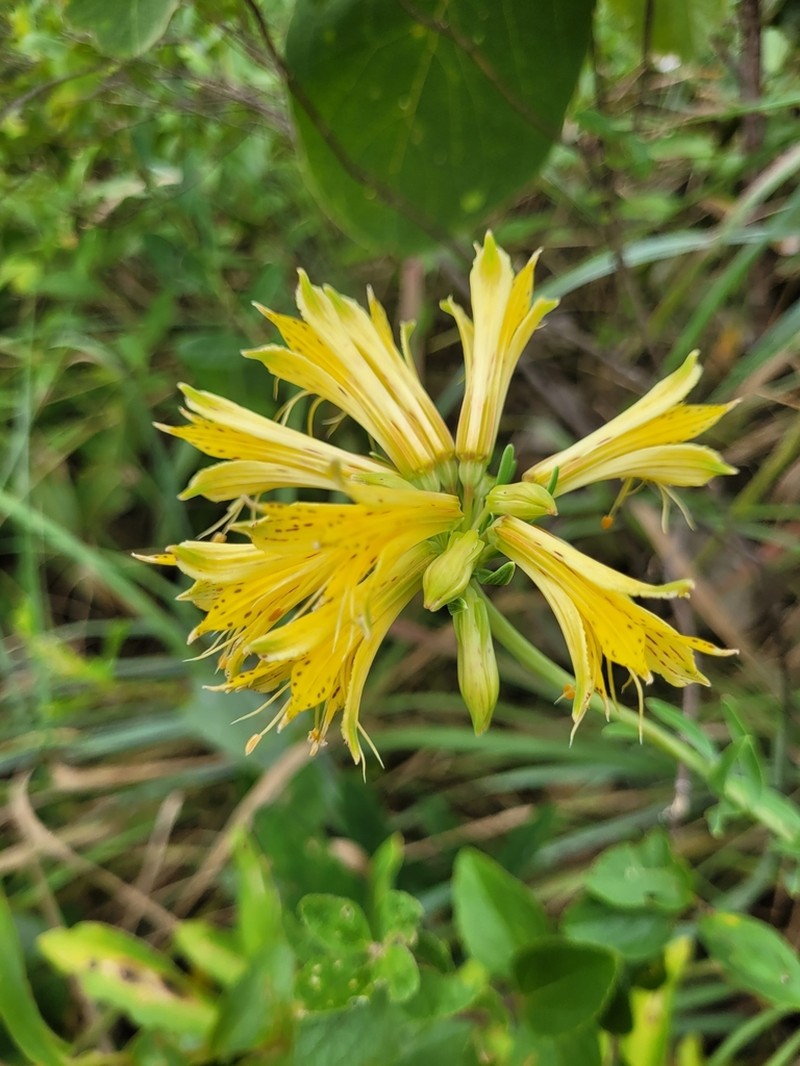 Alstroemeria burchellii