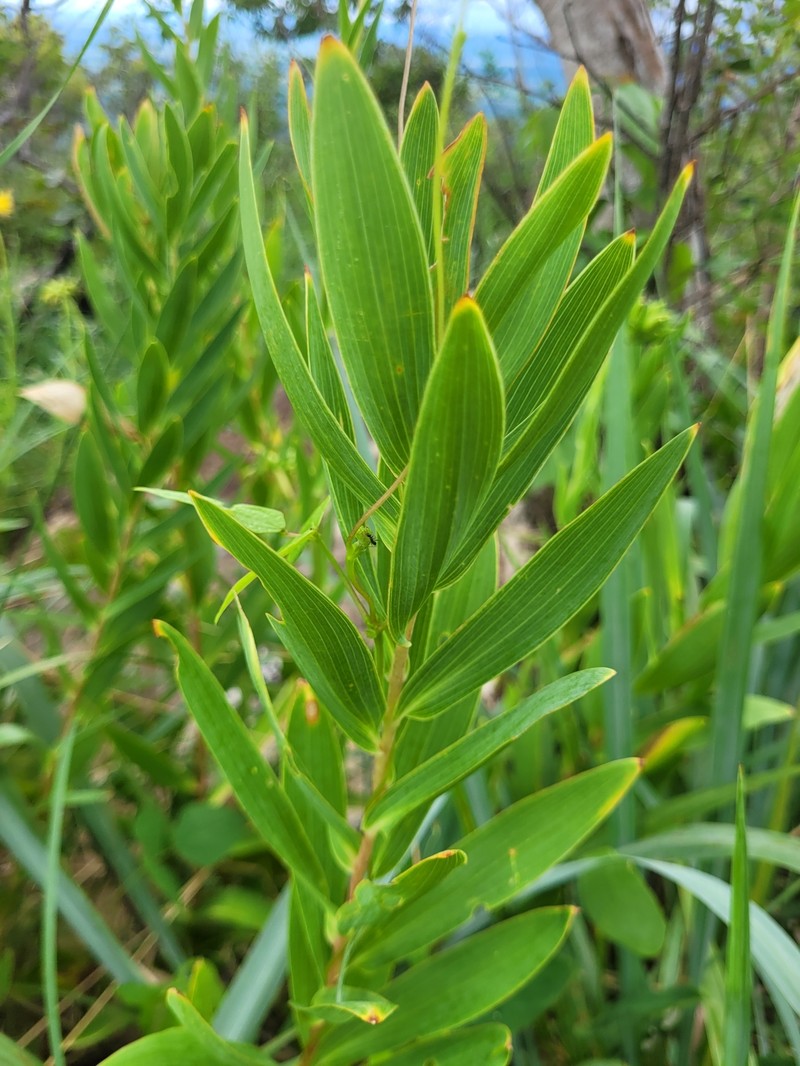 Alstroemeria burchellii photo 2
