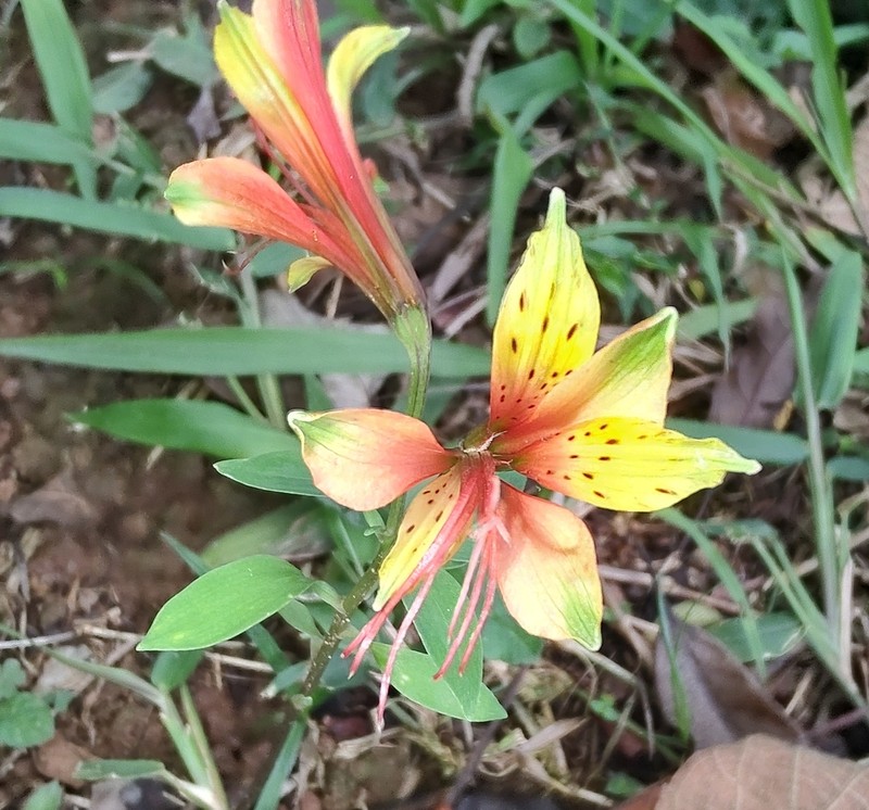 Alstroemeria caryophyllaea photo 2