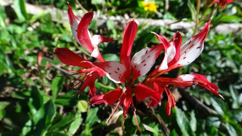 Alstroemeria caryophyllaea photo 3
