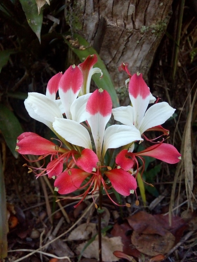Alstroemeria caryophyllaea photo 4