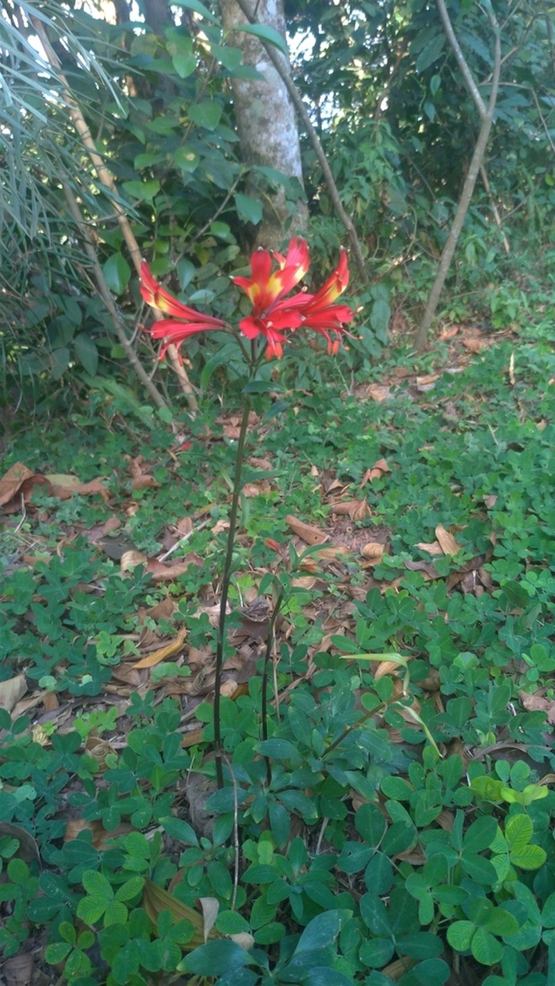 Alstroemeria caryophyllaea photo 5