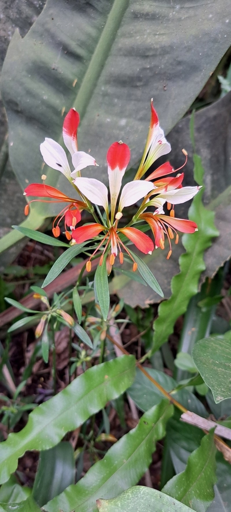 Alstroemeria caryophyllaea photo 6