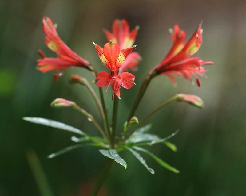 Alstroemeria caryophyllaea photo 7