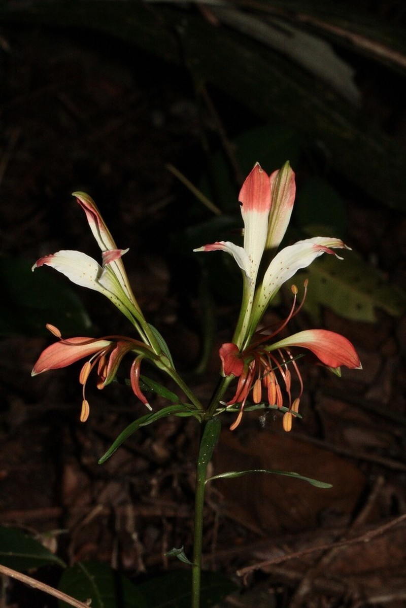 Alstroemeria caryophyllaea photo 8