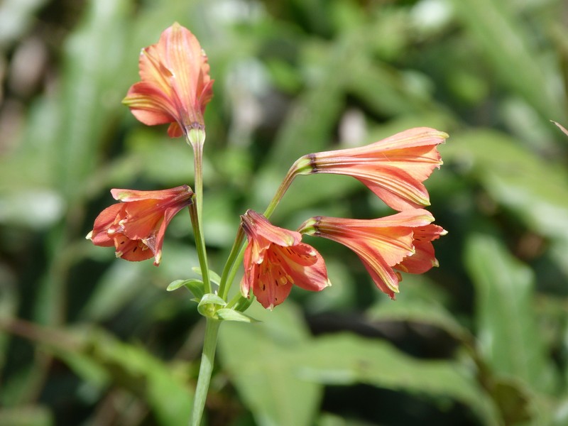 Alstroemeria chapadensis photo 2