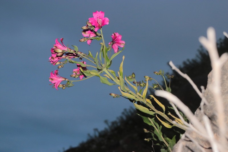 Alstroemeria chorillensis