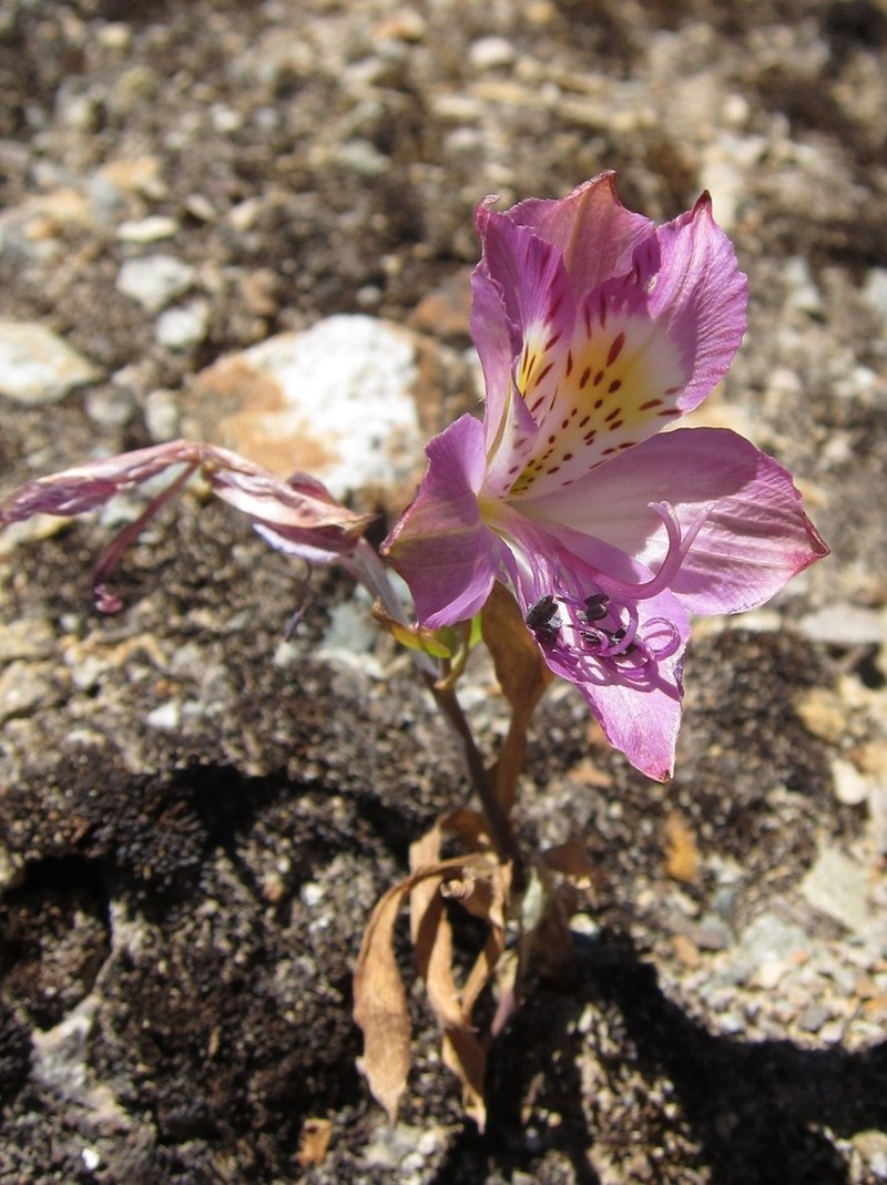 Alstroemeria chorillensis photo 3