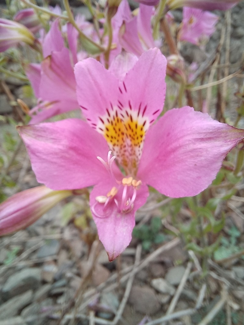 Alstroemeria chorillensis photo 4