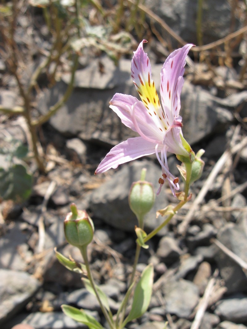 Alstroemeria chorillensis photo 5