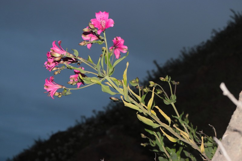 Alstroemeria chorillensis photo 6