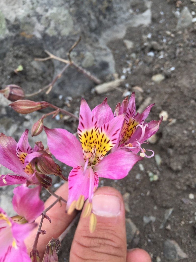 Alstroemeria chorillensis photo 8