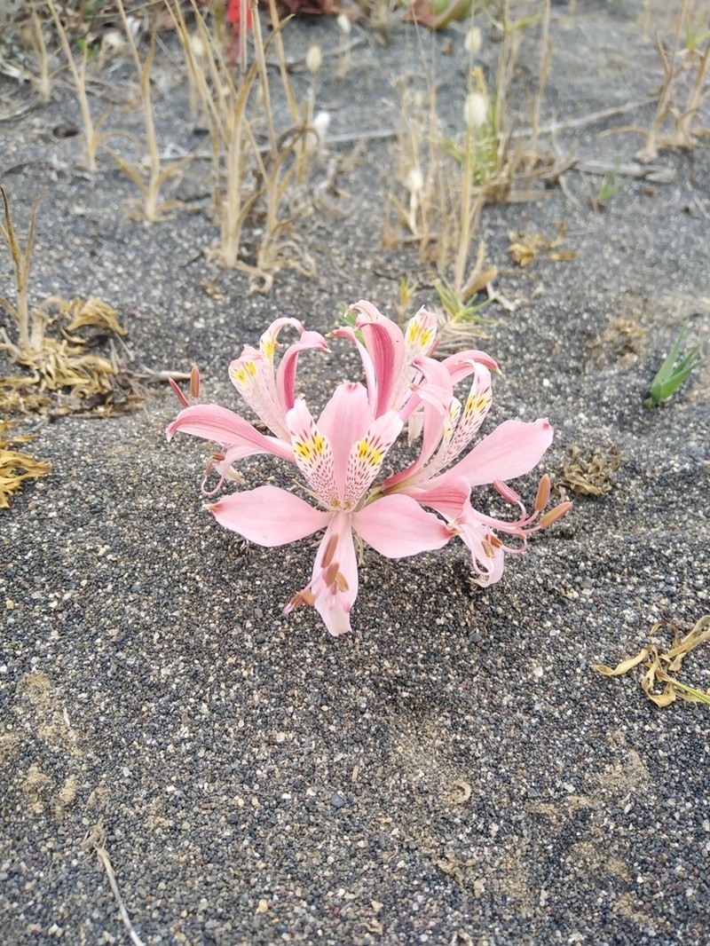 Alstroemeria citrina photo 4