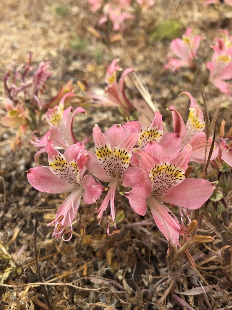 Alstroemeria citrina photo 5