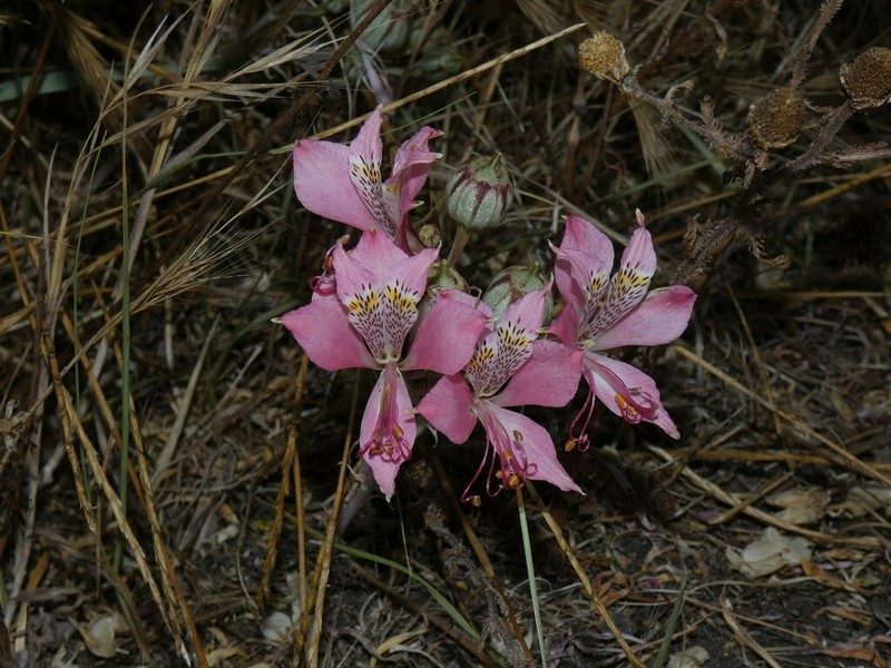 Alstroemeria citrina photo 6
