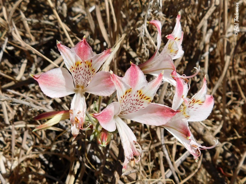 Alstroemeria citrina photo 7