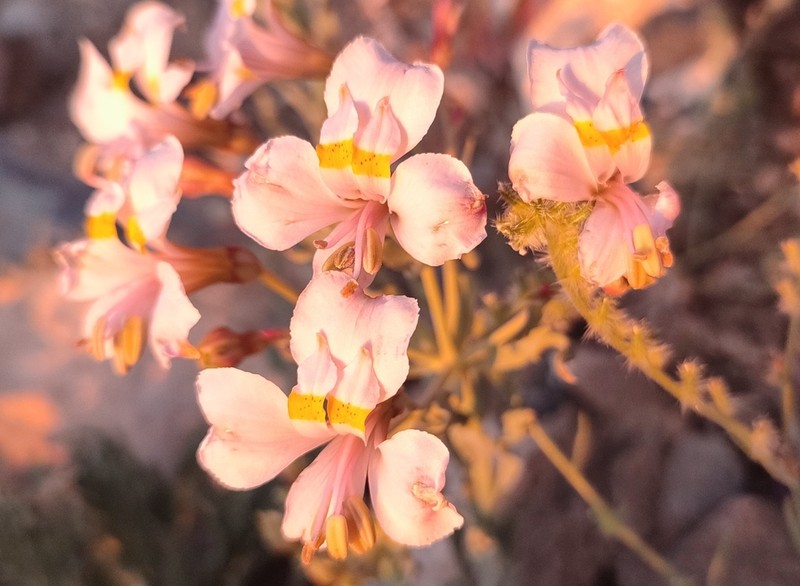 Alstroemeria crispata