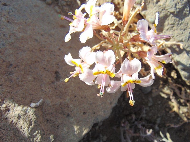 Alstroemeria crispata photo 2