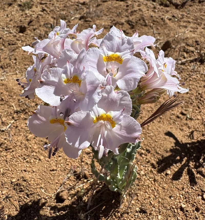 Alstroemeria crispata photo 5