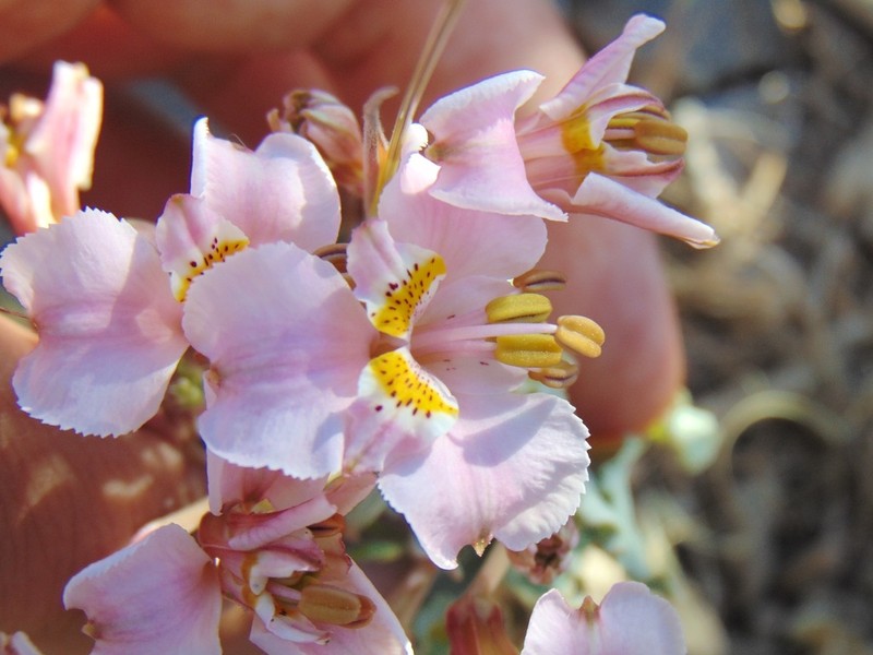 Alstroemeria crispata photo 8