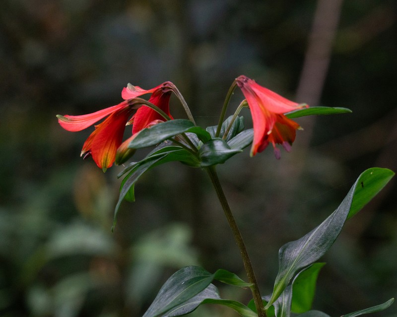 Alstroemeria cunha photo 2
