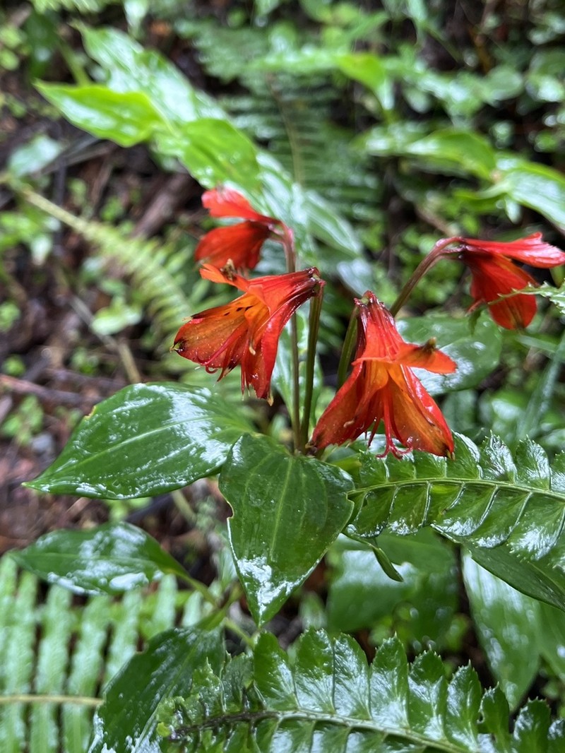 Alstroemeria cunha photo 3