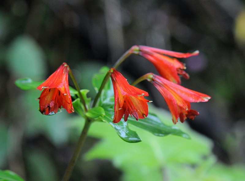 Alstroemeria cunha photo 4