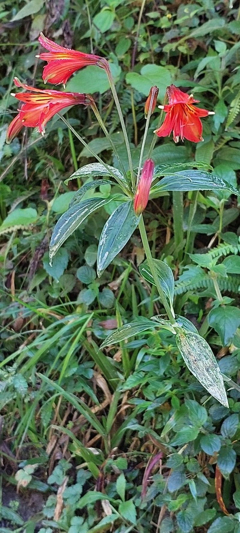 Alstroemeria cunha photo 5